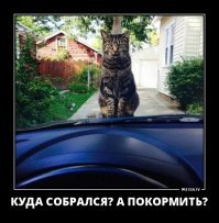 Покормите
