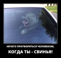Да никакие люди не мыши,  они свиньи