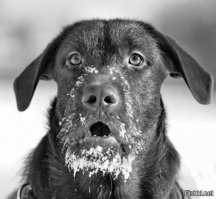 Crufts Dog Show 2018: крупнейшая в Европе выставка собак