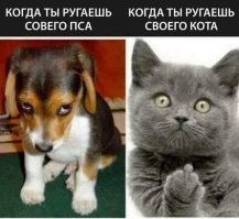 Crufts Dog Show 2018: крупнейшая в Европе выставка собак