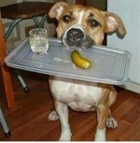 Crufts Dog Show 2018: крупнейшая в Европе выставка собак