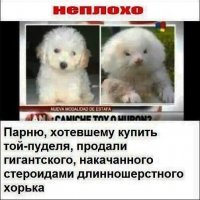 МАЛАДЦА !!!
Встречаются двое новых русских. Один другому говорит: 
- Я слышал, ты виллу в Италии покупаешь? 
- Да, моя фирма сделала деньги на ёжиках, вот и покупаю. 
- Как это на ёжиках? - Да наша фирма занималась поставками ёжиков в Европу, для борьбы с полевыми вредителями. 
- Слушай, братан, где же ты ёжиков в таких количествах брал? 
- Ну это просто: берётся крыса, красится лаком и дальше сушится феном.