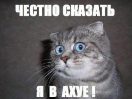 Американка потратила зарплату за полгода и ущемила своих детей, чтобы спасти старого кота
