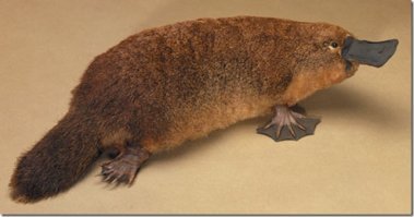 Так когда-то и появился утконос