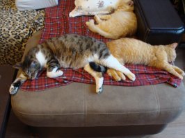 История котенка Тишки, которая хорошо закончилась