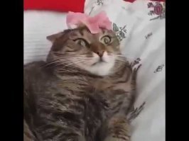 "Ты меня накрыл! Я не вижу себя!" - задержание пьяной истерички в Красноярске