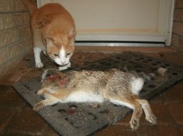 Про лис не знаю, а зайцев таскал. Обычный рыжий кошак... Эх, разбередили вы мне душу... Помер он на прошлой неделе... 17 лет было  Повторяю для вас и предыдущего комментатора...