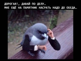 Эти загадочные голуби