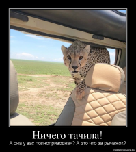 Турист проявил нехилое самообладание, когда в его джип заскочил взрослый гепард