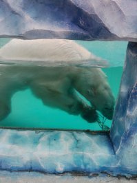 Вот наши любимчмки ...
спят , плавают , ласкаются через ограждение 
надеемся порадуют нас медвежатами
