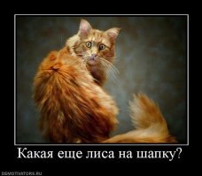 Вся правда о том, каково держать дома лису