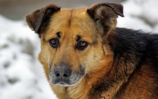 Каких пород? таксы и пуделя? боксёра и лайки? вот портрет типичной дворняги: там намешено - перемешено, но тип довольно устойчивый, крепкая собака среднего размера, с густой шерстью и зубами, способными разгрызть толстую кость,недаром молодой парень не смог отбиться от стаи, это не мелкие шавки его загрызли. Те собаки, что есть сейчас плод любви недобитых дворняг, а не "выброшенных" домашних собак