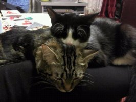 Дай Бог счастья тебе, добрый человек!!!
От меня и моих кошек.