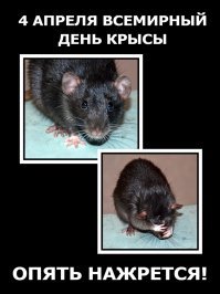 4 апреля - всемирный день крысы!