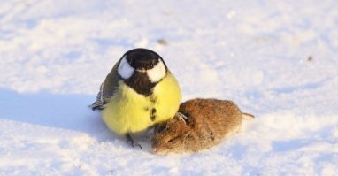 Да! Челябинские птицы очень суровы, в особо холодную зиму могут первоклассника утащить! говорю как коренной.
З.Ы. на фото кстати дохлая капибара.