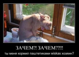 У Грампи появился конкурент за звание самого сердитого котика в мире