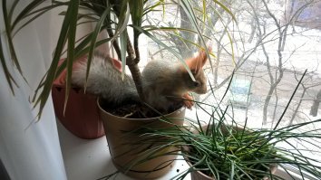 Купили белку в питомнике. Зверек очень позитивный. Гуляет по квартире часа 2-3. Потом сам залазит в клетку, в домик. Когда гуляет надо смотреть чтобы шкоды не наделал.