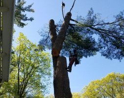 Такие наводнения в Массачусетсе происходят каждый год... А на другой фотке - рубка деревьев возле моего дома, исключительно эффективный и быстрый метод.