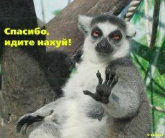 Эти плюшевые акулы из Икеи заполонили интернет. А всё потому что они живут на всю катушку!