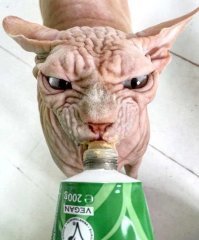 Будешь тут злым, он горчицу тюбиками хавает! =/