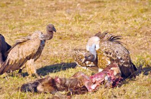 как мило, что потом к приболевшему пёсику прилетели птички что бы тоже проверить его здоровье...