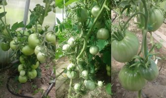 Ну, посту + . Всегда приятно узнать что-то новое. Но у меня и в земле нормально все растёт с капельным поливом прямо из водопровода . Уходом особо не заморачиваюсь. До последней травинки всё не выщипываю. Весной-конский перегной в землю. Опрыскиваю Фитоспорином для иммунитета. Для завязей-Бутон.  Это прошлым(у всех неурожайным) летом. Помидоры растут вместе с огурцами. Хотя пишут, что так нельзя. И огурцов-завались, и помидоры есть.