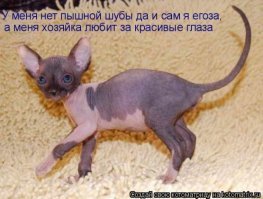 У Грампи появился конкурент за звание самого сердитого котика в мире