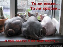 У Грампи появился конкурент за звание самого сердитого котика в мире