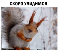 Как выходить и завести себе ручную белочку: опыт сибирской мамы