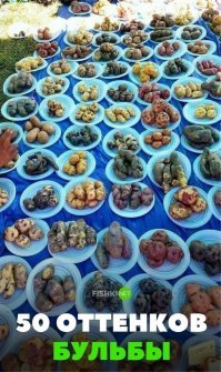 Где-то под Чернобылем ...