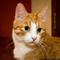Такая же как моя старшая кошка и ей 15