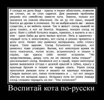 Как я кота спасал