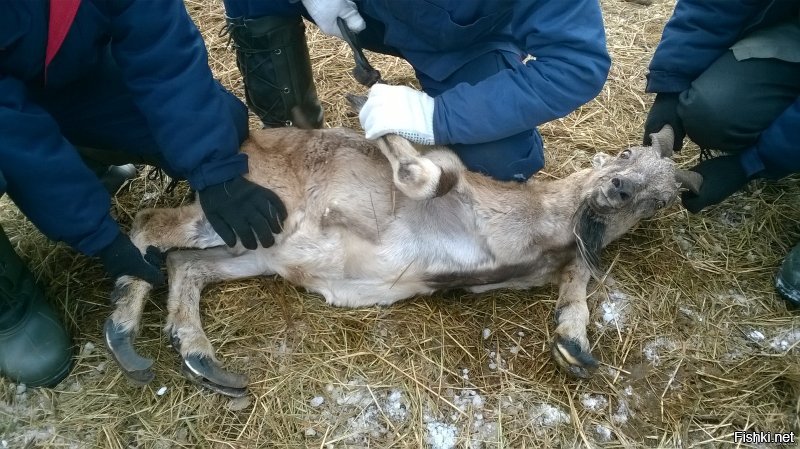 Девушка в течение 4 лет не состригала свои ногти, и вам точно увиденное не понравится