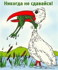 к фото лягушки: