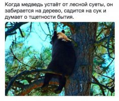 Сонная медведица 2 недели не может выбраться из своего дупла