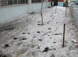 Основной продукт жизнедеятельности зоозащитников: