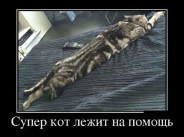 Субботний котопост