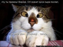 Субботний котопост