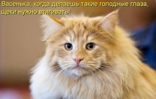 Субботний котопост