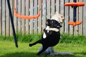 Субботний котопост