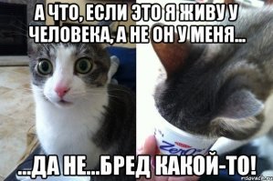 Субботний котопост