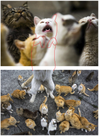 Эка как разорвало кота, аж на две фотки!