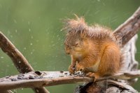 Белки кстати используют собственный хвост для защиты от дождя. И это не шутка.