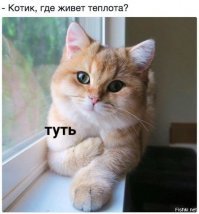 Субботний котопост