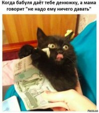 Субботний котопост