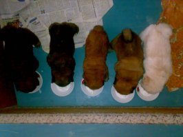 Пахнет обманом , начиная с цены на щенков . Фото из инета , своих нет . Знаю о чем говорю
