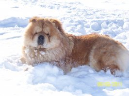 Пахнет обманом , начиная с цены на щенков . Фото из инета , своих нет . Знаю о чем говорю