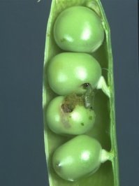 Фрукты, овощи и ягоды без кожуры: красиво или безобразно?