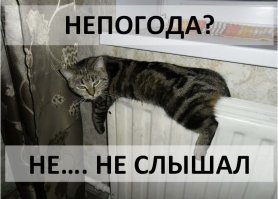 Животные имеют свои способы, как спрятаться от дождя