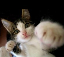 Мир, в котором нет котиков